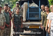 Ratnagiri Leopard Rescue: कोंबड्यांच्या खुराड्यात शिरला बिबट्या! वन विभागाची तत्परता, शिताफीने जेरबंद करून नैसर्गिक अधिवासात मुक्त