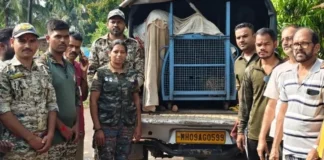 Ratnagiri Leopard Rescue: कोंबड्यांच्या खुराड्यात शिरला बिबट्या! वन विभागाची तत्परता, शिताफीने जेरबंद करून नैसर्गिक अधिवासात मुक्त