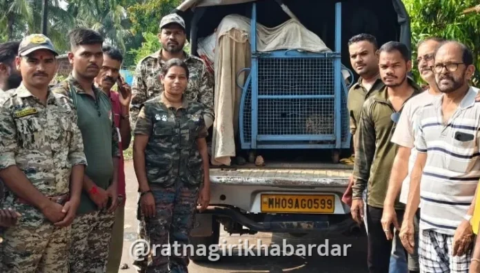Ratnagiri Leopard Rescue: कोंबड्यांच्या खुराड्यात शिरला बिबट्या! वन विभागाची तत्परता, शिताफीने जेरबंद करून नैसर्गिक अधिवासात मुक्त