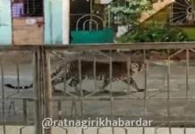 Ratnagiri Leopard Sighting: खेडशीतील पारसनगरमध्ये नवरात्रोत्सवाच्या मंडपाजवळ बिबट्याची चाहूल; नागरिकांमध्ये भीतीचे वातावरण Ratnagiri Leopard Sighting: खेडशीतील पारसनगरमध्ये नवरात्रोत्सवाच्या मंडपाजवळ बिबट्याची चाहूल; नागरिकांमध्ये भीतीचे वातावरण