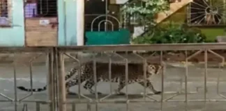 Ratnagiri Leopard Sighting: खेडशीतील पारसनगरमध्ये नवरात्रोत्सवाच्या मंडपाजवळ बिबट्याची चाहूल; नागरिकांमध्ये भीतीचे वातावरण