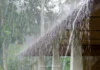 Ratnagiri Rain Update: रत्नागिरी जिल्ह्यात दुसऱ्या दिवशीही मेघगर्जनेसह पाऊस; कापणी केलेल्या भातपिकाचे मोठे नुकसान
