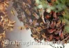 Ratnagiri Stung By Hornet Death: तुमसरीन माशांच्या हल्ल्यात महिलेचा मृत्यू Ratnagiri Stung By Hornet Death: तुमसरीन माशांच्या हल्ल्यात महिलेचा मृत्यू