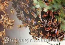 Ratnagiri Stung By Hornet Death: तुमसरीन माशांच्या हल्ल्यात महिलेचा मृत्यू Ratnagiri Stung By Hornet Death: तुमसरीन माशांच्या हल्ल्यात महिलेचा मृत्यू