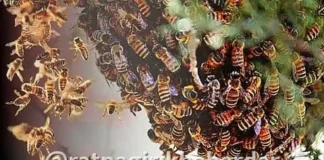 Ratnagiri Stung By Hornet Death: तुमसरीन माशांच्या हल्ल्यात महिलेचा मृत्यू