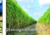 Super Napier grass cultivation Ratnagiri: रत्नागिरी जिल्ह्यात २.८७ लाख सुपर नेपियर ठोंबांची मागणी; सोलापूर जिल्ह्यातून होणार पुरवठा Super Napier grass cultivation Ratnagiri: रत्नागिरी जिल्ह्यात २.८७ लाख सुपर नेपियर ठोंबांची मागणी; सोलापूर जिल्ह्यातून होणार पुरवठा