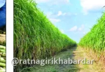 Super Napier grass cultivation Ratnagiri: रत्नागिरी जिल्ह्यात २.८७ लाख सुपर नेपियर ठोंबांची मागणी; सोलापूर जिल्ह्यातून होणार पुरवठा Super Napier grass cultivation Ratnagiri: रत्नागिरी जिल्ह्यात २.८७ लाख सुपर नेपियर ठोंबांची मागणी; सोलापूर जिल्ह्यातून होणार पुरवठा