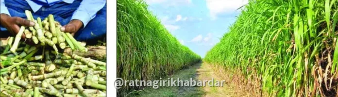 Super Napier grass cultivation Ratnagiri: रत्नागिरी जिल्ह्यात २.८७ लाख सुपर नेपियर ठोंबांची मागणी; सोलापूर जिल्ह्यातून होणार पुरवठा Super Napier grass cultivation Ratnagiri: रत्नागिरी जिल्ह्यात २.८७ लाख सुपर नेपियर ठोंबांची मागणी; सोलापूर जिल्ह्यातून होणार पुरवठा